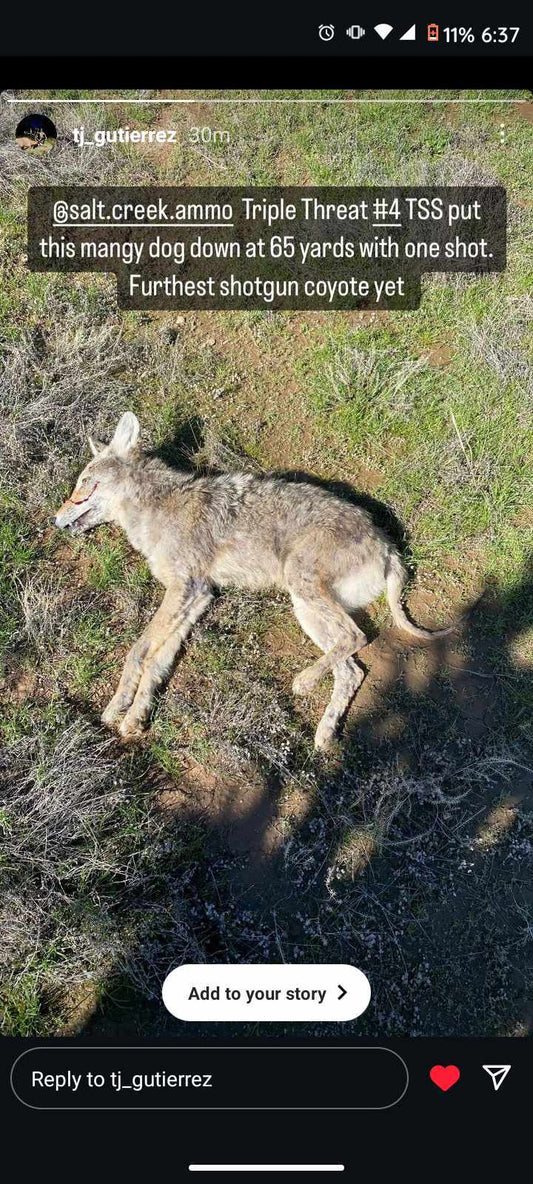 Coyote taken at 65 yards with a Salt Creek Ammo TSS Coyote Load